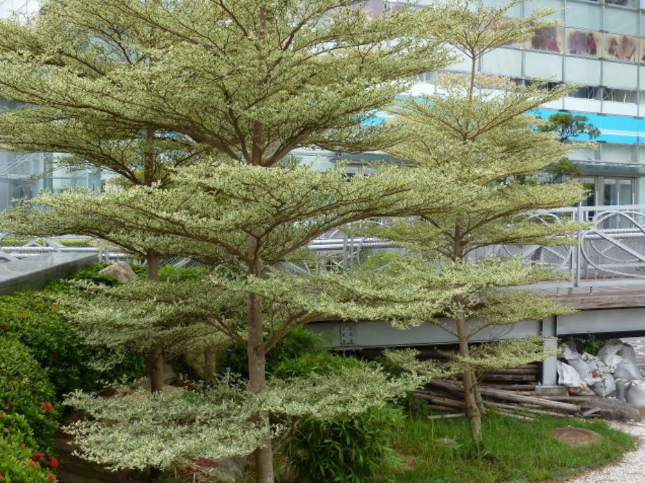 校園植樹美化工程 南臺科技大學秘書室 校園植樹美化工程 南臺科技大學秘書室